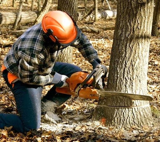 Tree Removal in Etna, NY